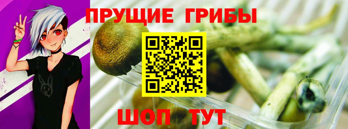 Благодарный  где купить   Вход с VPN  Псилоцибиновые грибы мицелий 